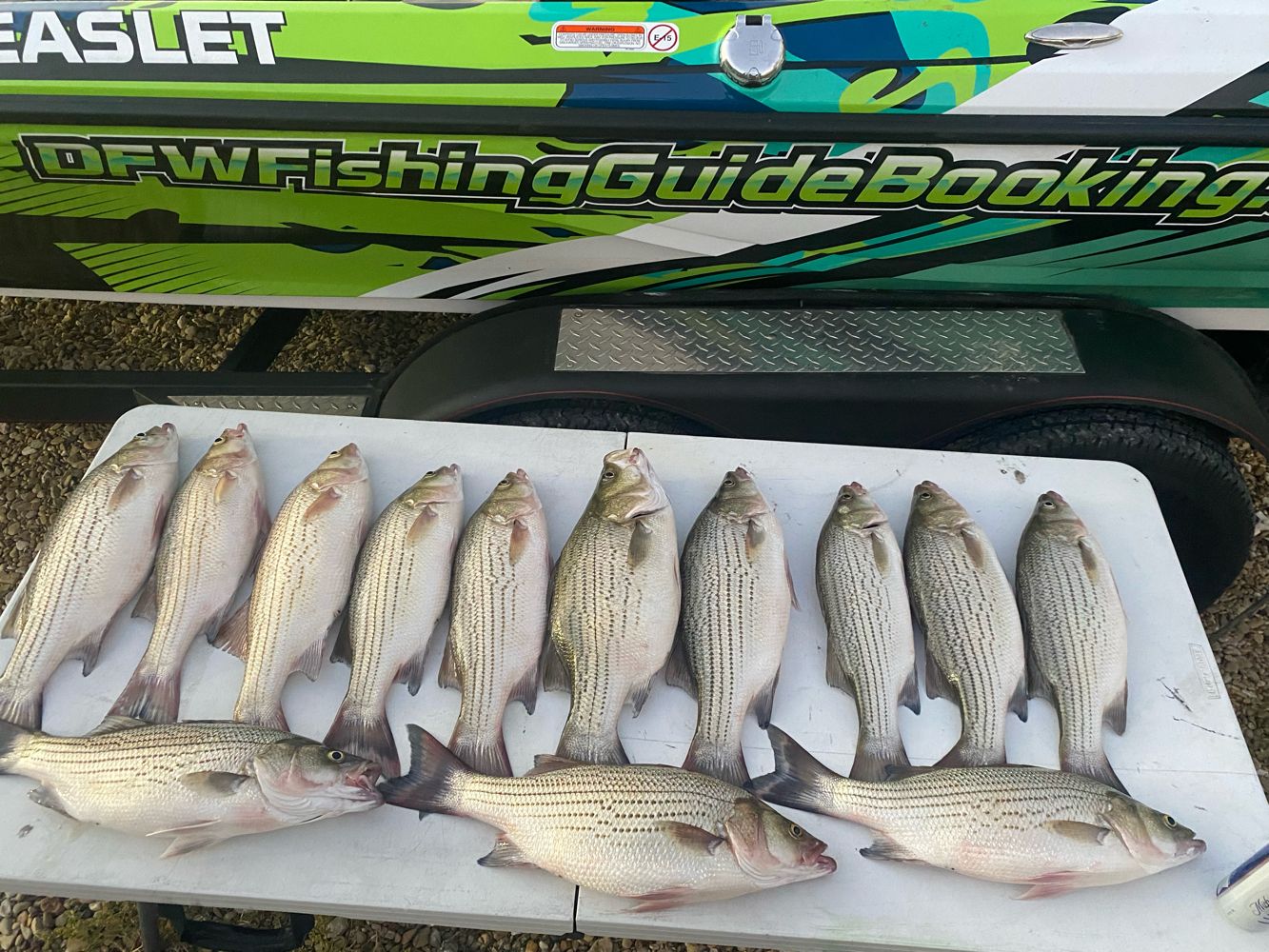 Hybirds at lake ray hubbard are nice! fishing report coverpicture