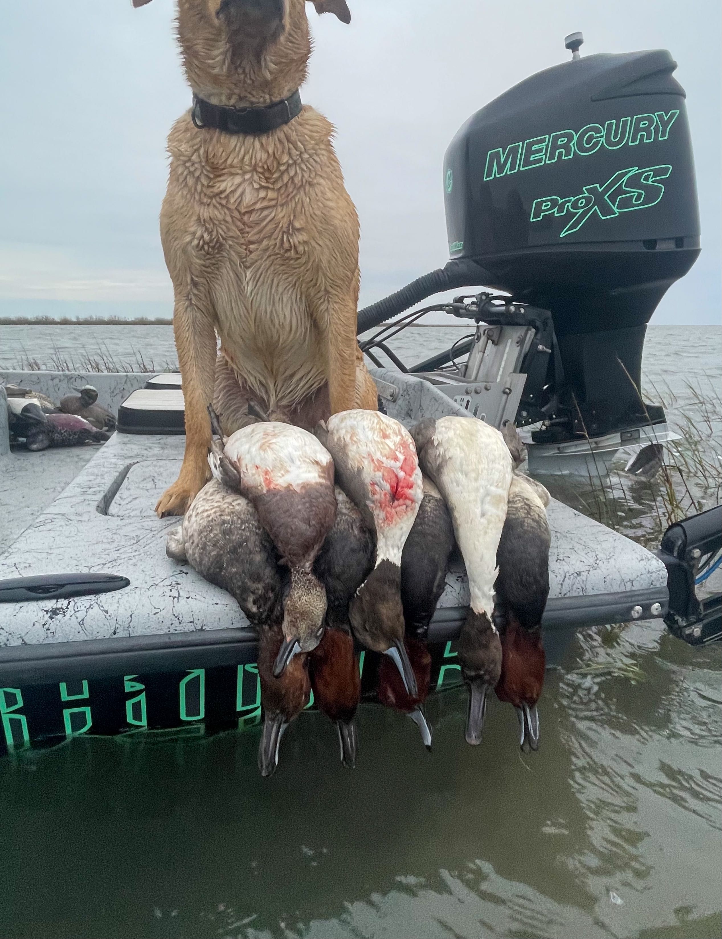 Trophy Tails Fishing Duck Hunting in Rockport TX hunting Hunting from Blinds