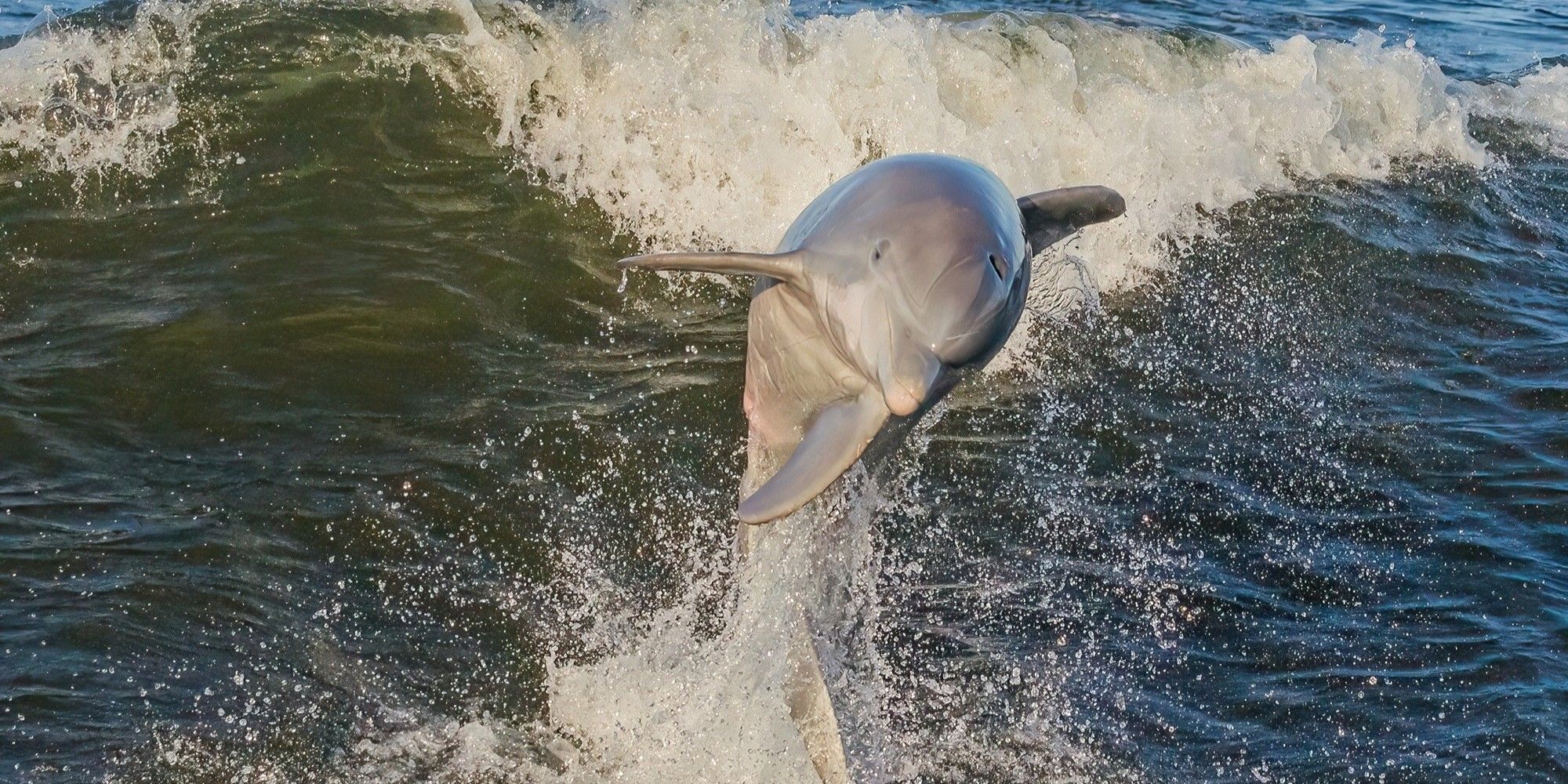 Panama City Dolphin Tour: Scenic Gulf Adventure