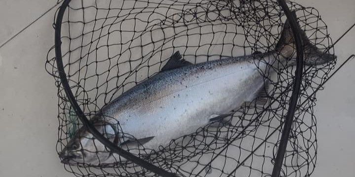 Expert-Guided 8-Hour Lake Michigan Salmon Trip