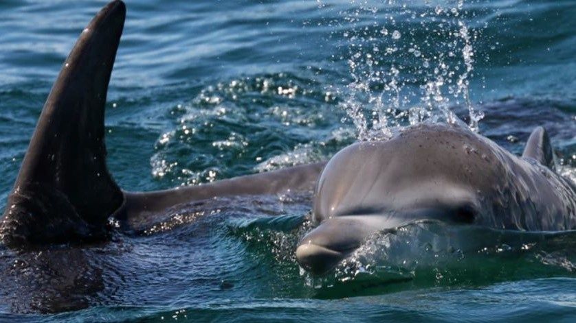Skinny Water Charters Charleston, SC 2 Hour Dolphin Cruise fishing Inshore