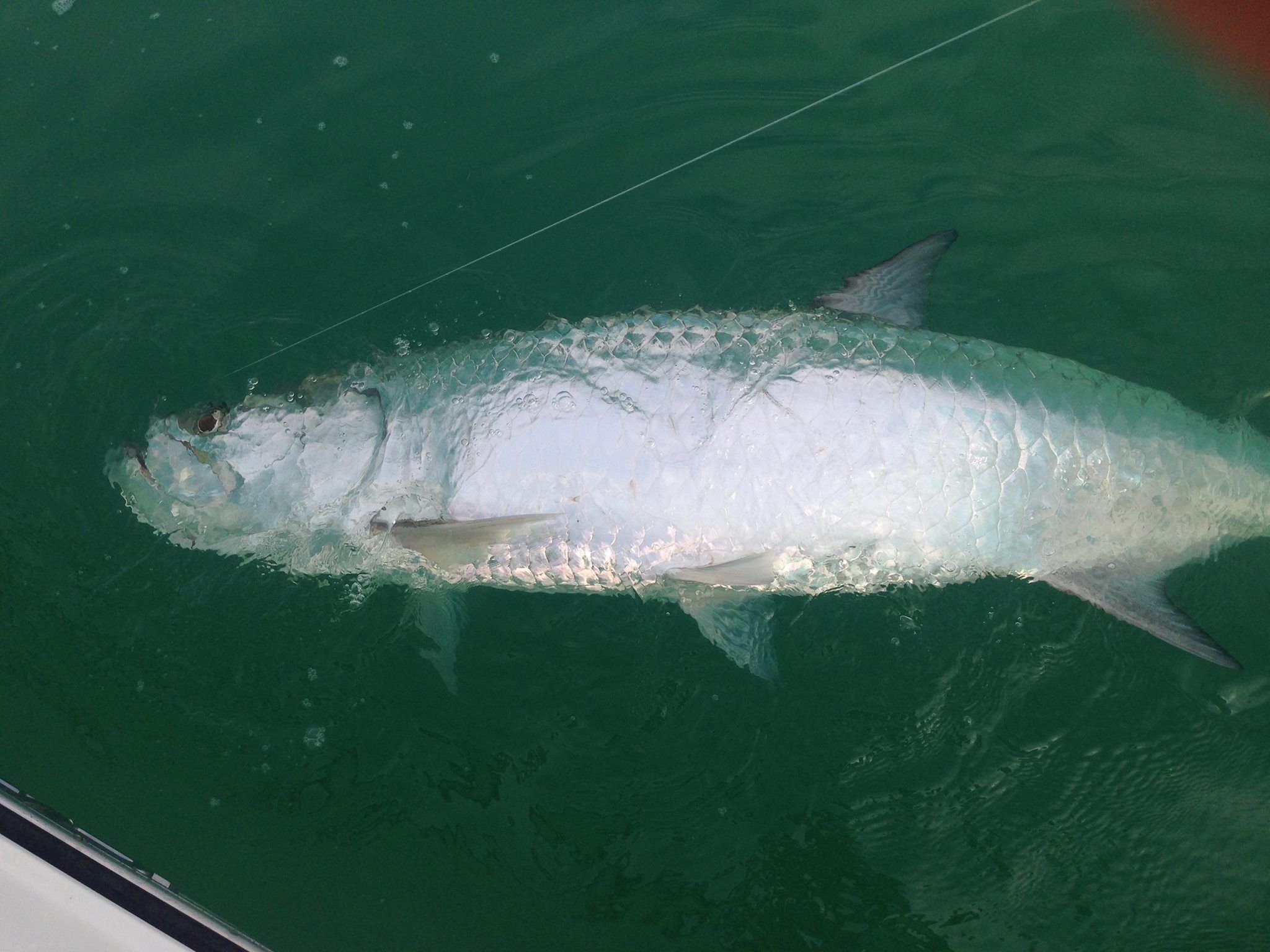 Tarpon Inshore Fishing: Englewood's Finest Charter