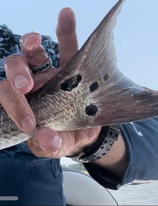 Pamlico Pirate Fishing Charters Fishing Charter NC | Fly Fishing For Redfish & Tarpon (Price Includes Three Guests) fishing Inshore