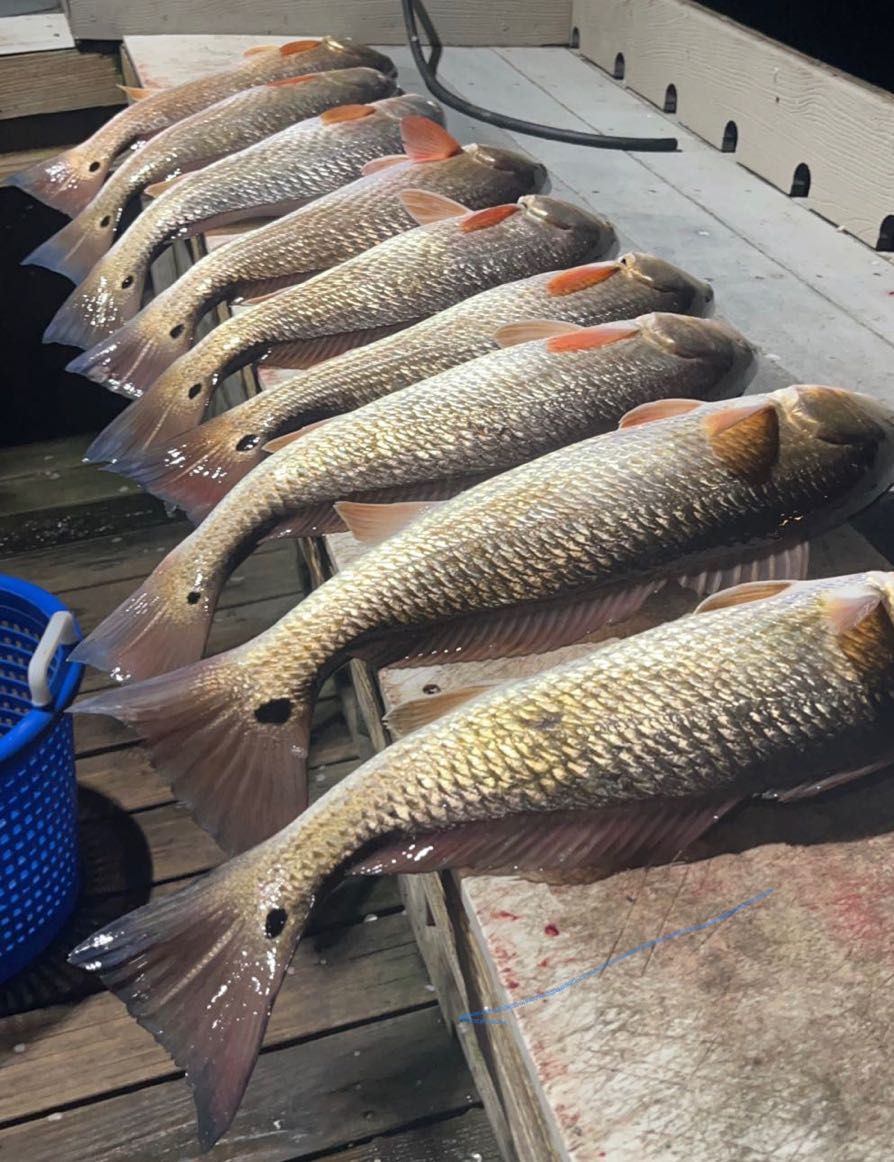 Caught Red Drum fishes!