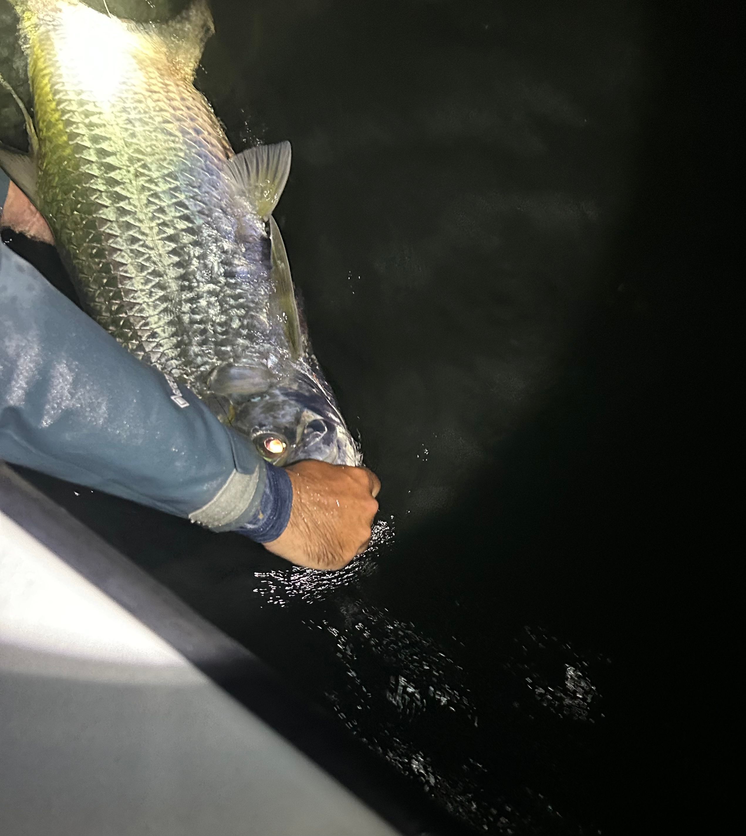 Down Low Sportfishing Charter Fishing Key West | Evening Tarpon Trip fishing Inshore