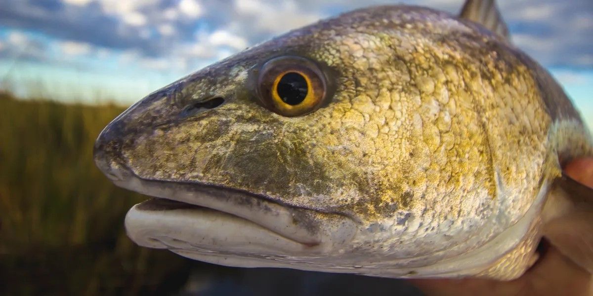 Book Tannic Water Adventures Inc. Jacksonville FL on Guidesly