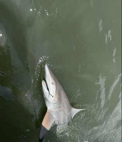 Unforeseen Charters Shark Trip - Savannah , GA Fishing  fishing Inshore