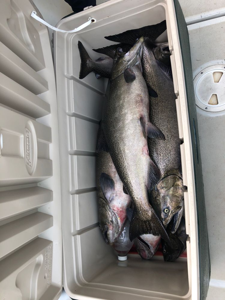 Bucket of Salmon Caught in Lake Ontario
