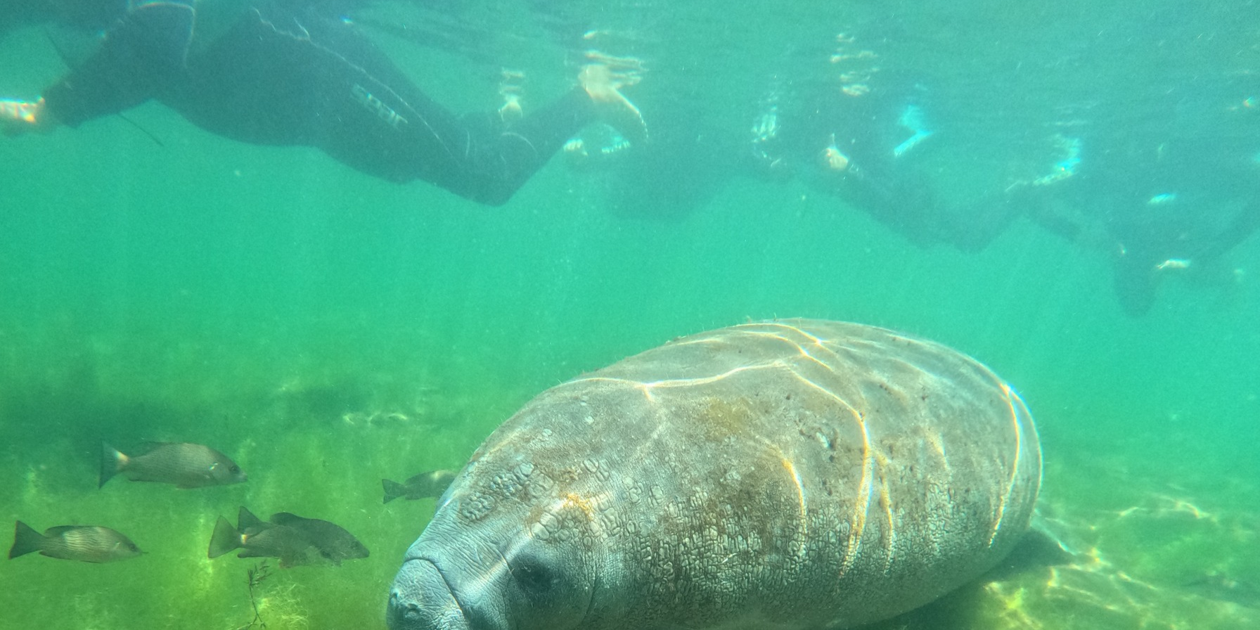 Scalloping & Tours with Seadaddys Dive Center Crystal River Swim With Manatees | Private Explore Manatee Tour  water_sports Snorkeling