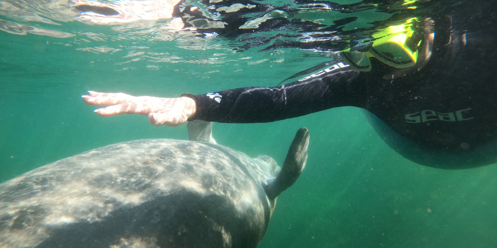 Scalloping & Tours with Seadaddys Dive Center Crystal River Manatee | Shared Classic Manatee Tour  water_sports Snorkeling