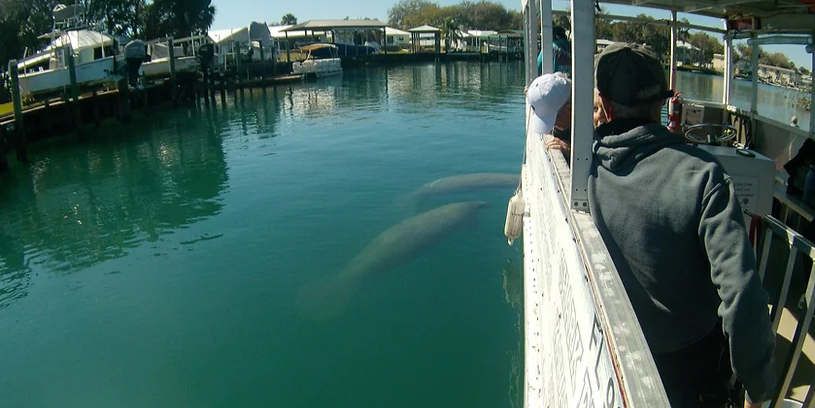 Scalloping & Tours with Seadaddys Dive Center Boat Tour Crystal River | Wildlife Viewing Tours tours Wildlife