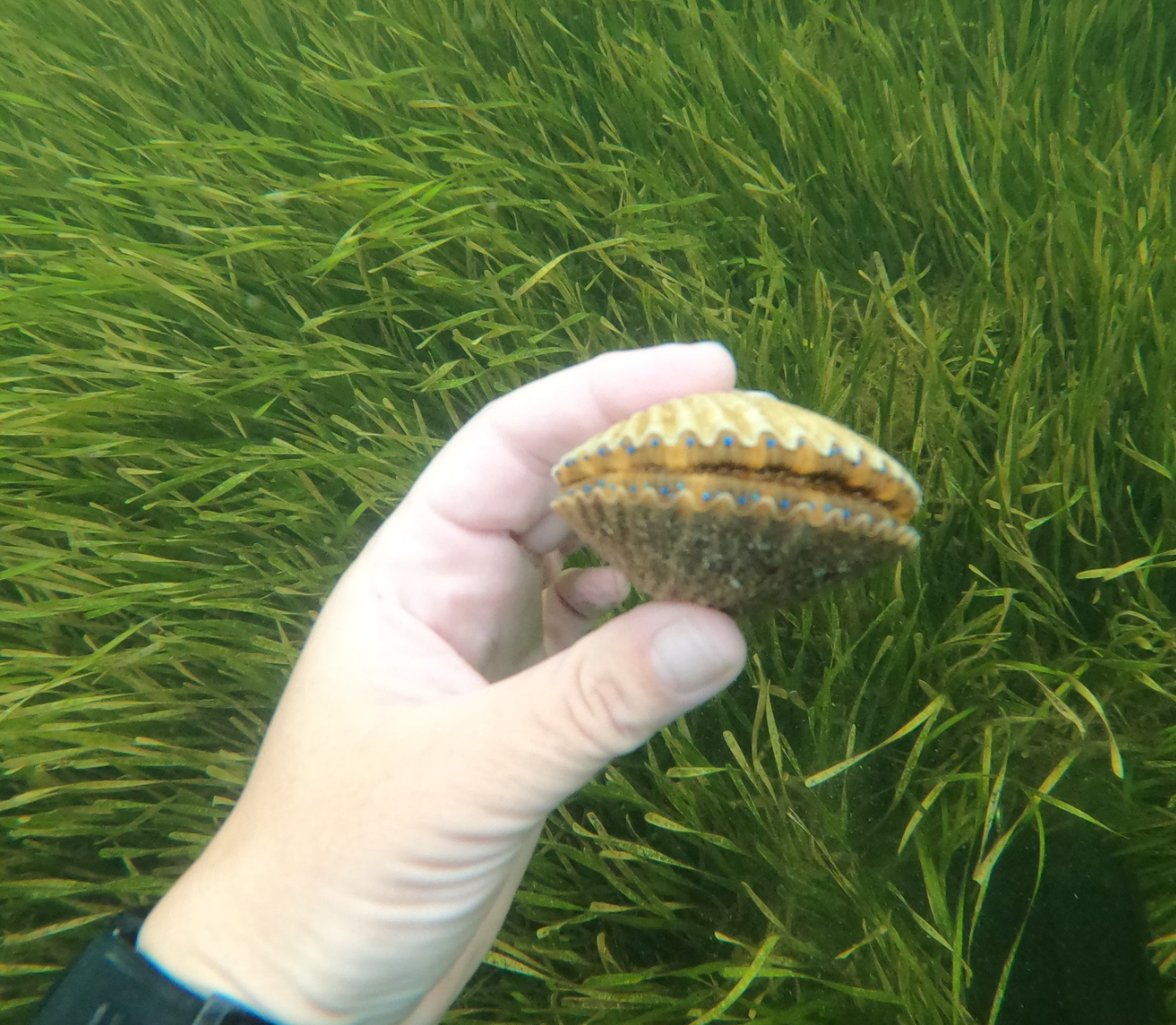 Scalloping & Tours with Seadaddys Dive Center Scalloping At Crystal River | Semi Private Scalloping Up To 5 Hours fishing Flats