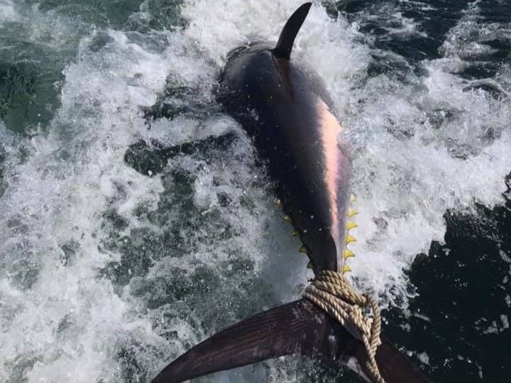 Peak Fishing Charters Fishing Duxbury - Giant Bluefin Tuna Trips fishing Offshore