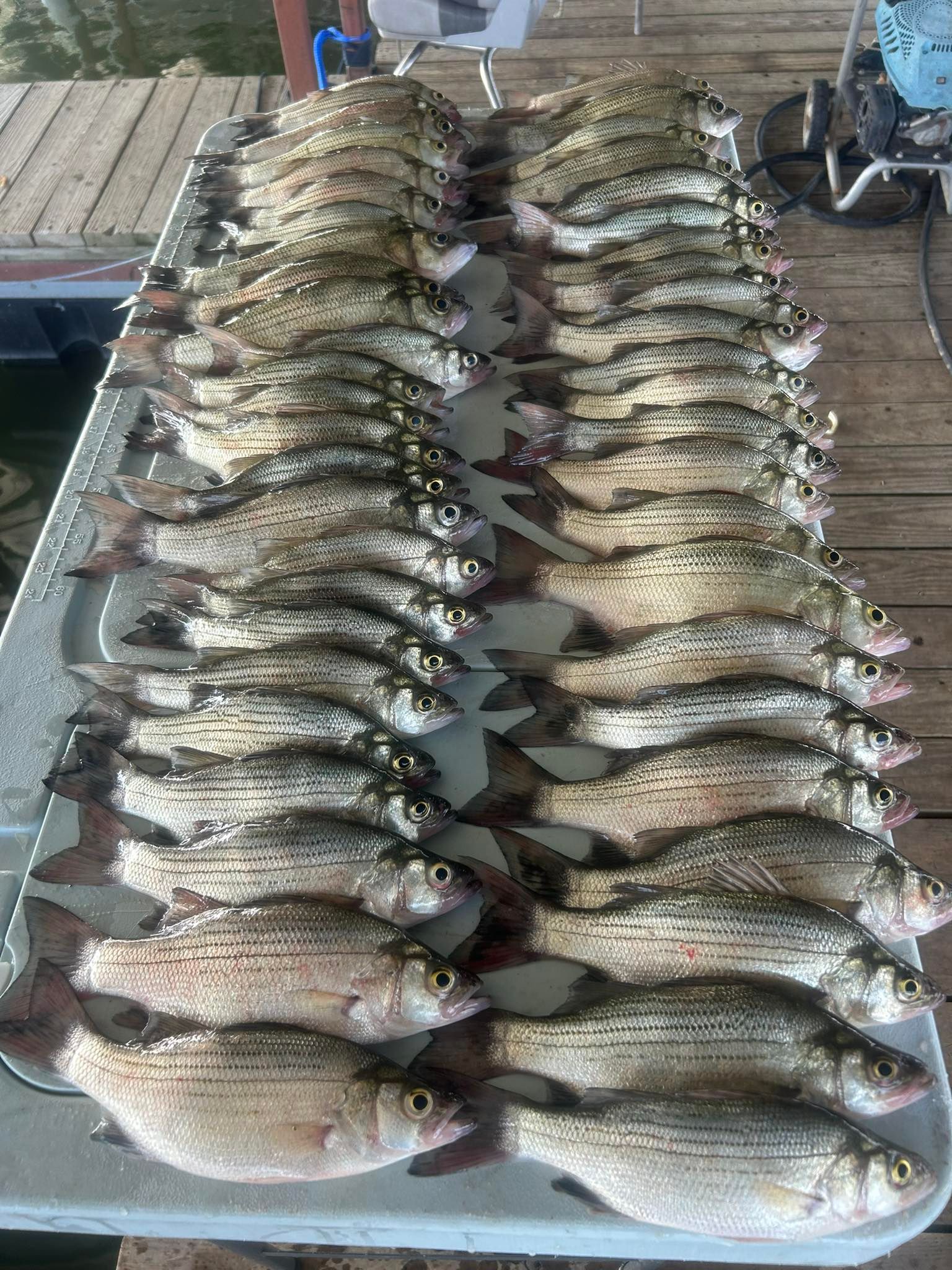 Top DFW Wade Fishing Trip | Carey Thorn