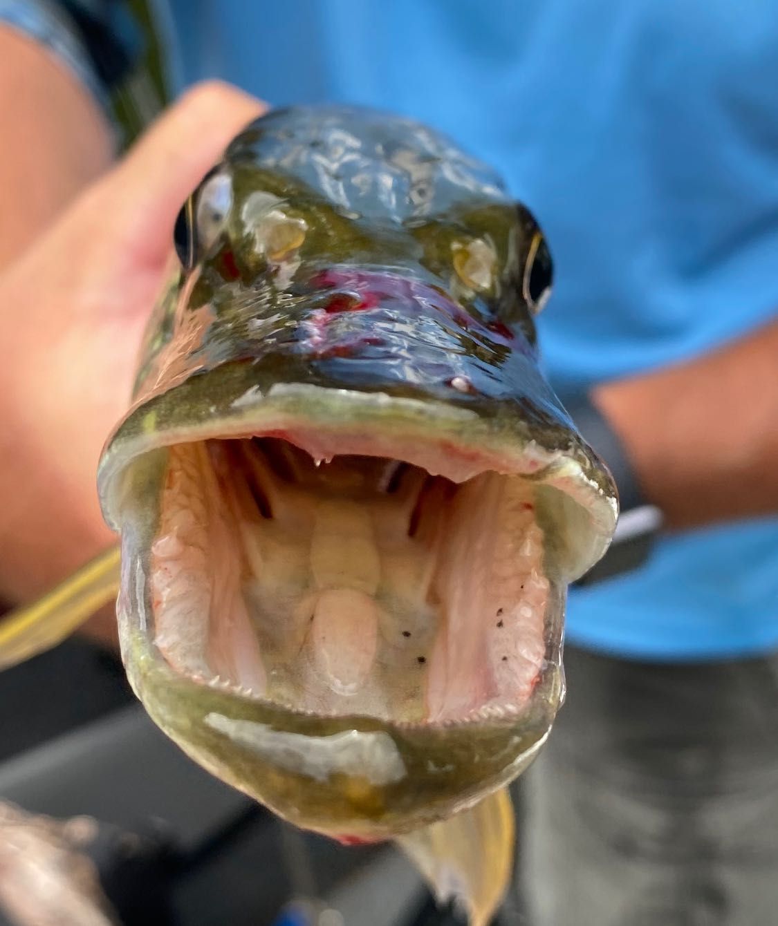Fish-Species