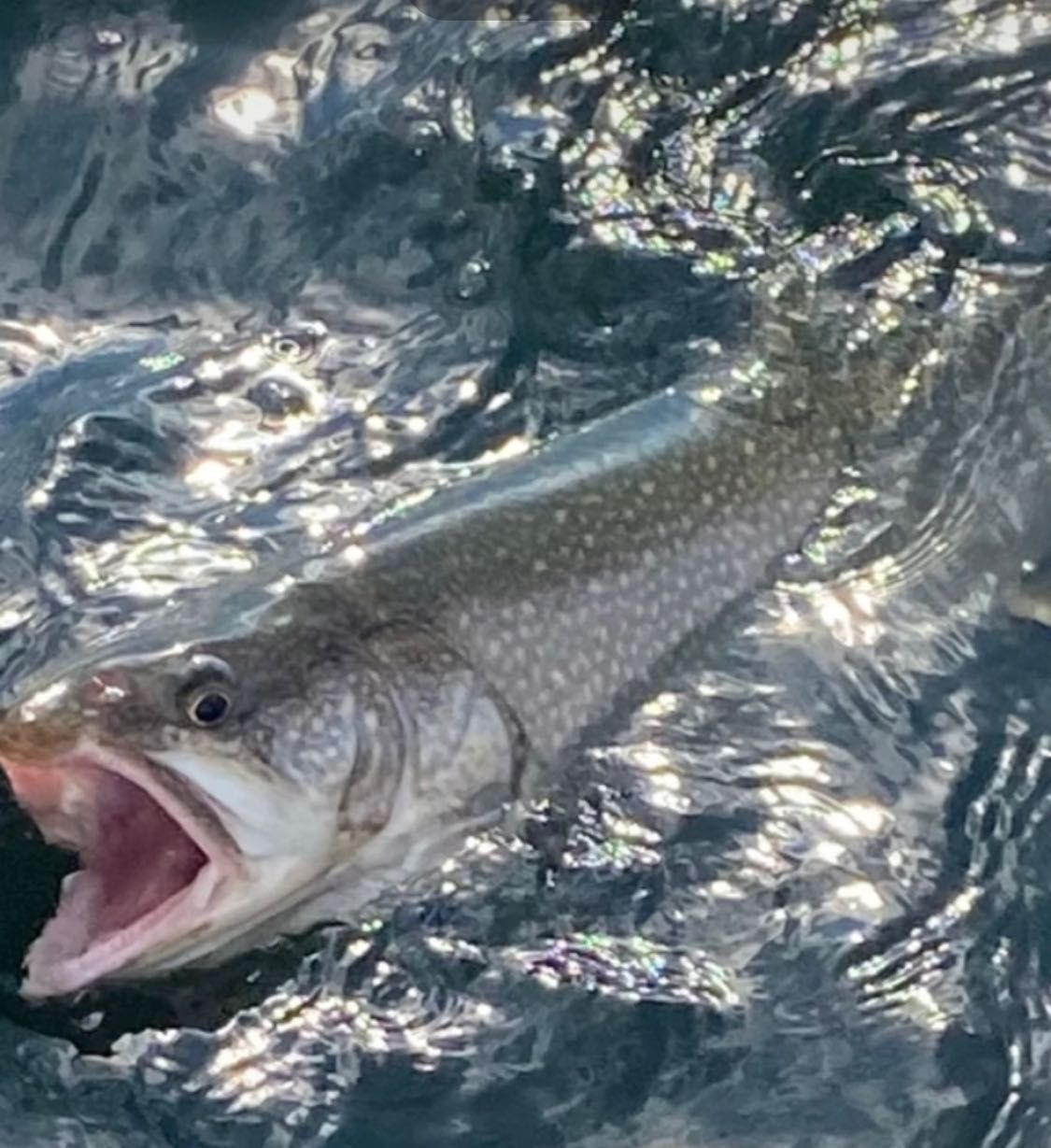 Fish-Species