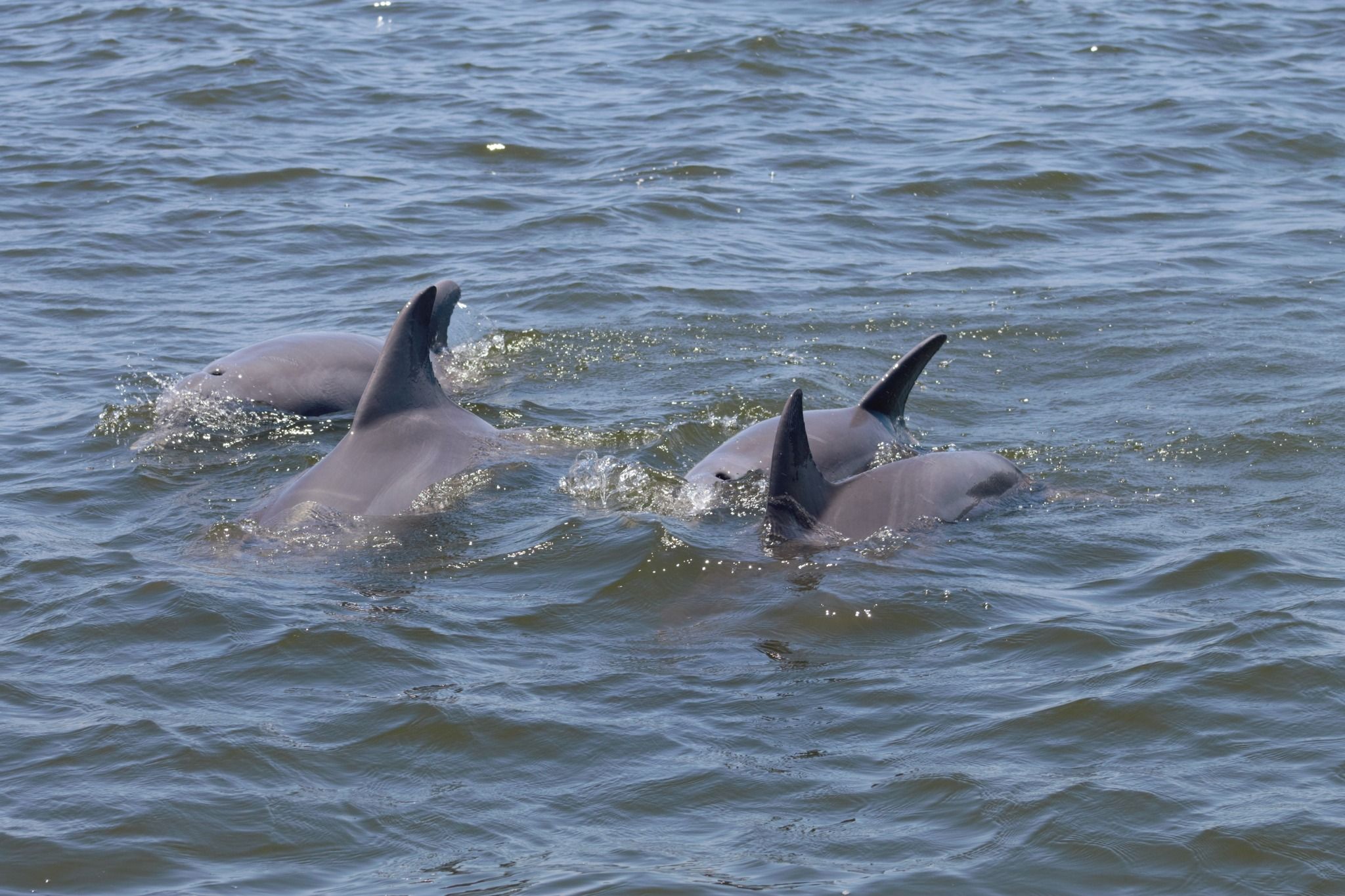 Scenic Gulfport Boat Cruises | Captain Ron's