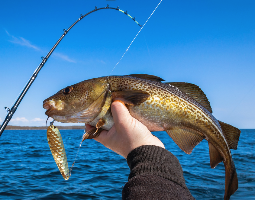 Island Service Rental Halifax Harbour Fishing | 4 HR Private Trip fishing Inshore