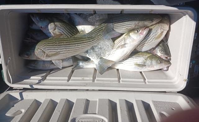 Striper Fishing fishing report coverpicture