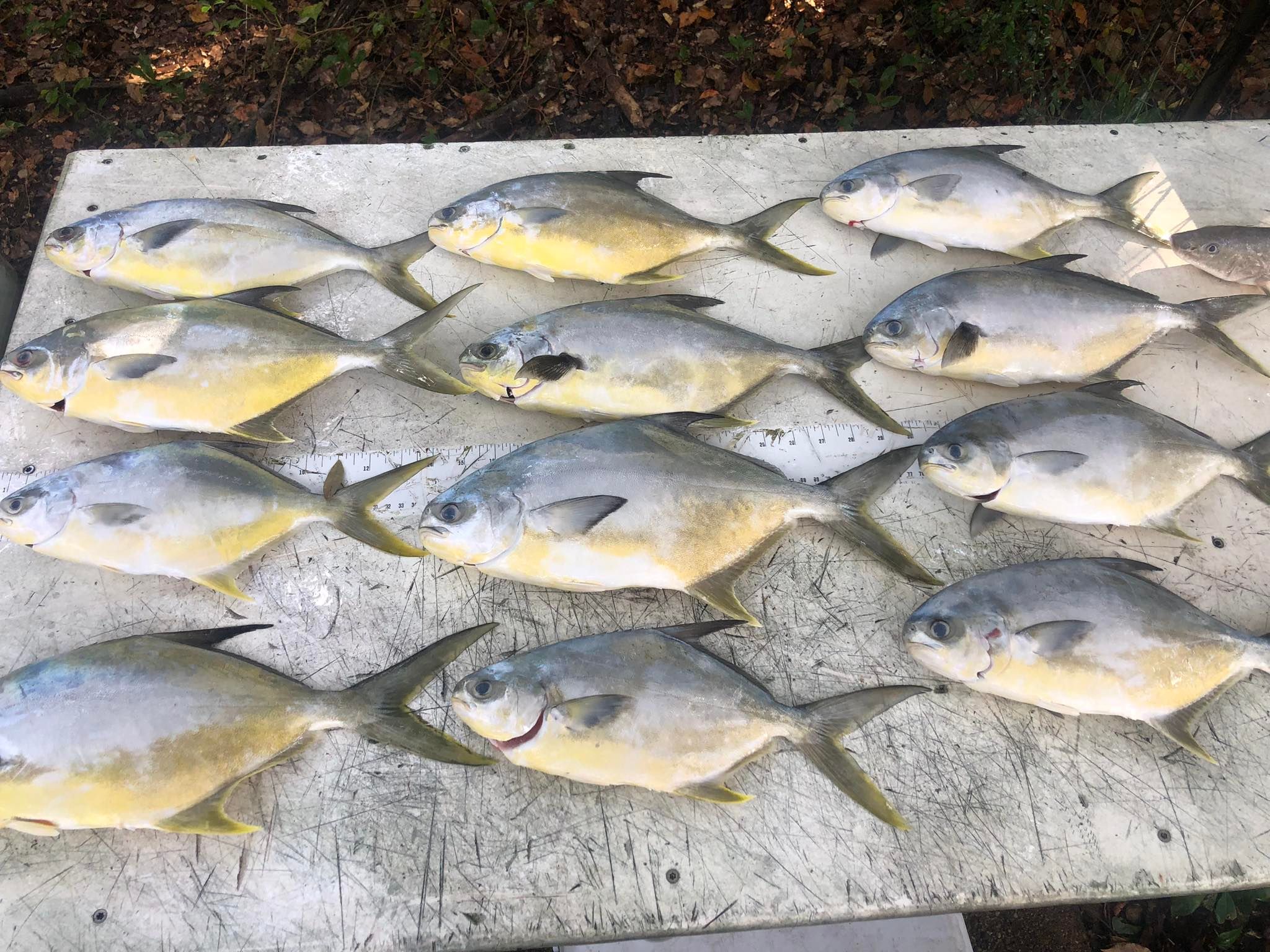 Best Pompano Beach Fishing in Perdido Key
