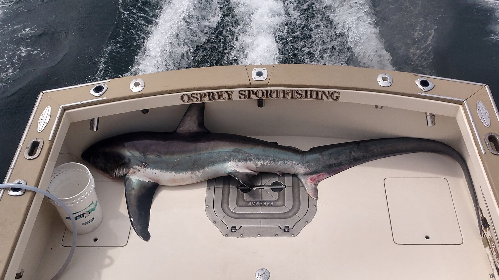 Osprey Sportfishing Charters Shark Fishing Connecticut fishing Offshore