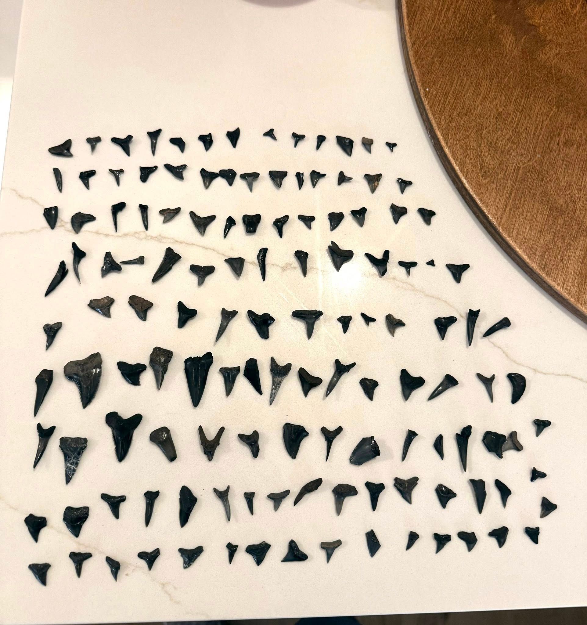 2HR Shark Tooth Hunt Brunswick GA T Time Fishing