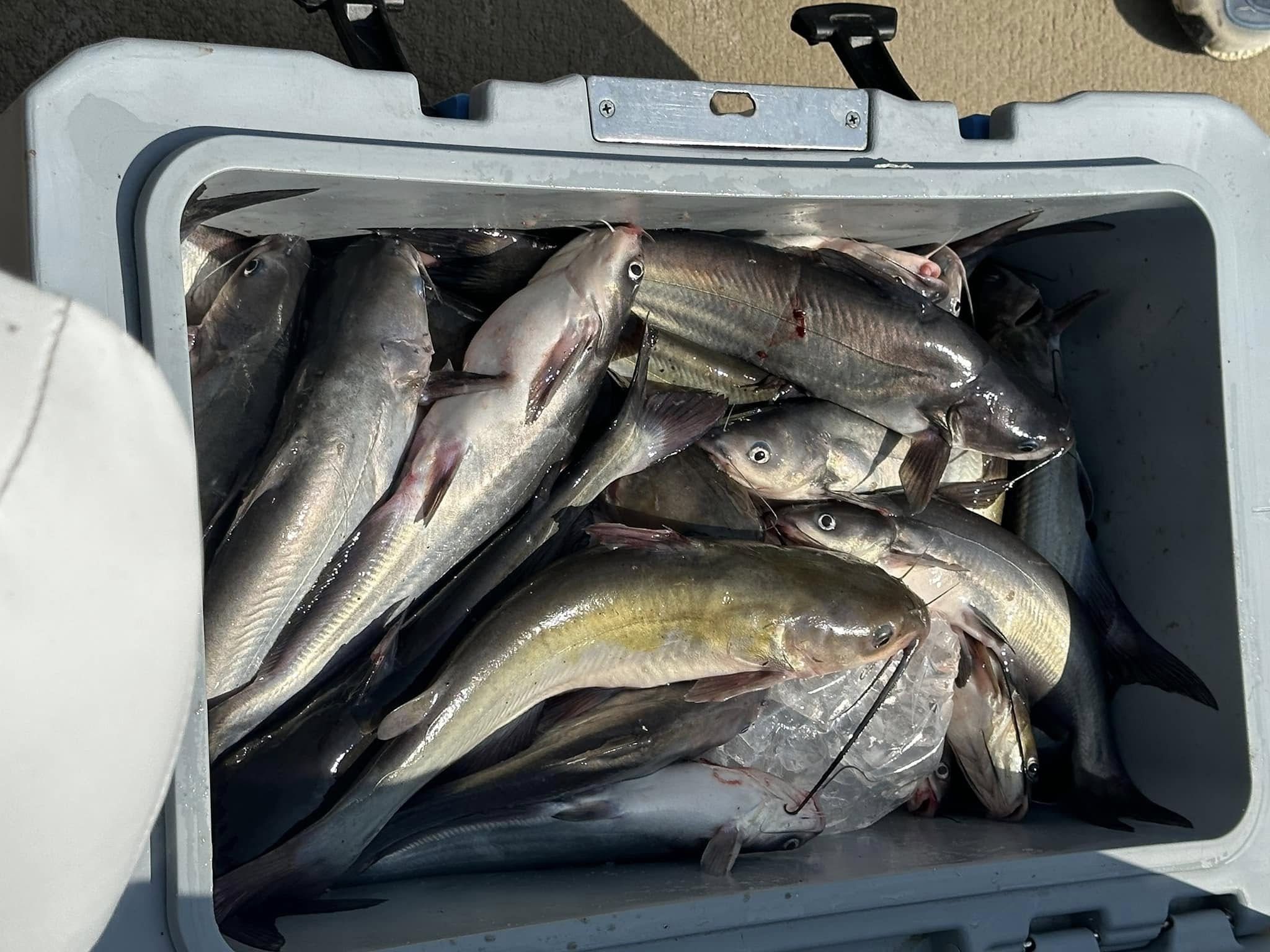Top-Rated Lake Tawakoni Catfish Trip | 4 Hours
