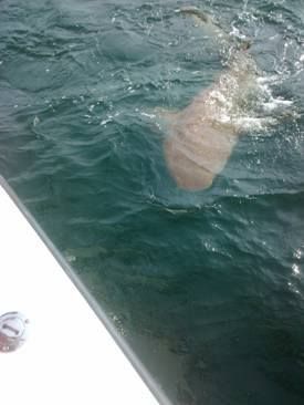 Dauphin Island Shark Fishing Underdog Charters