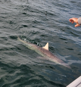 Long Island Shark Fishing fishing report coverpicture