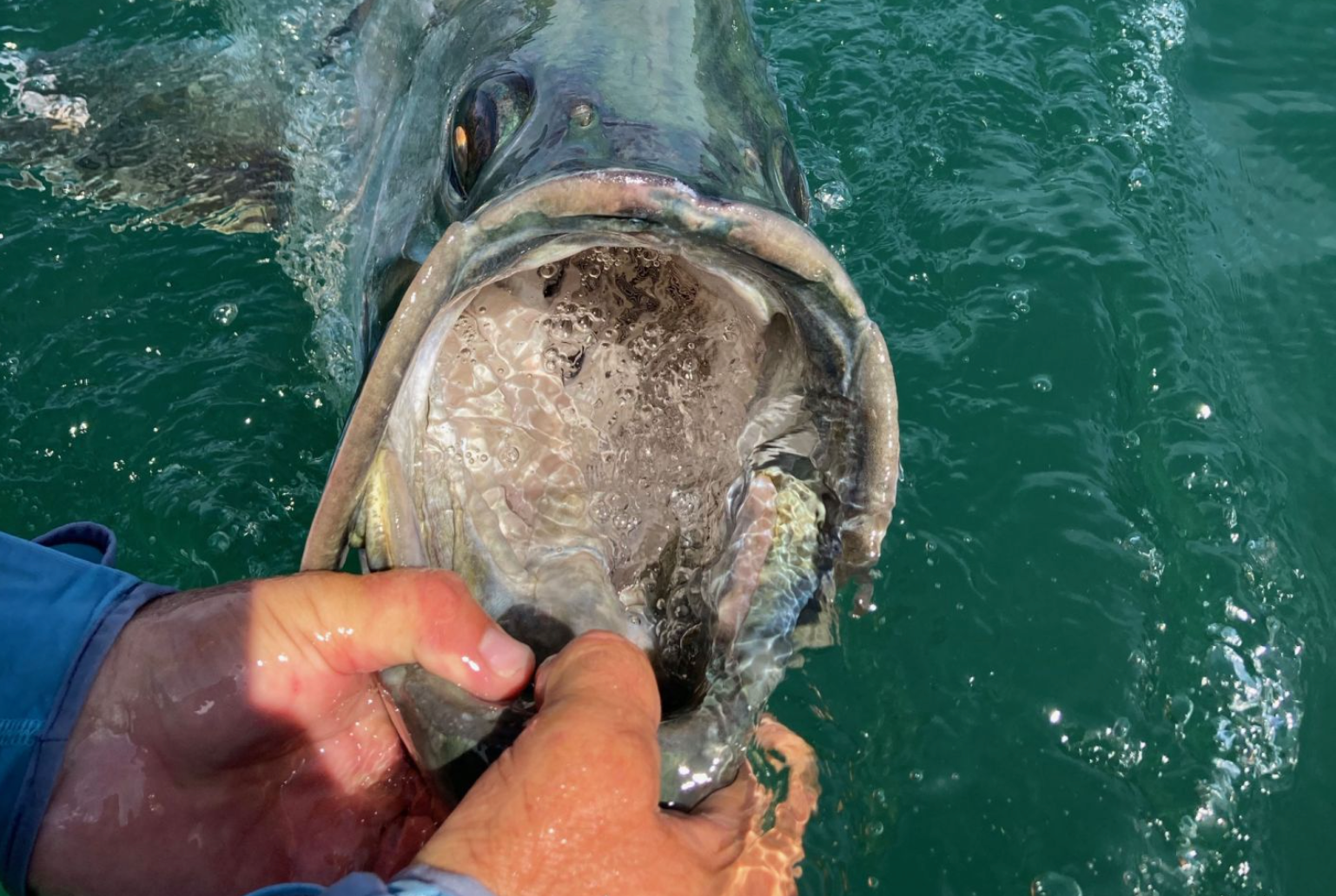 Tarpon Time!