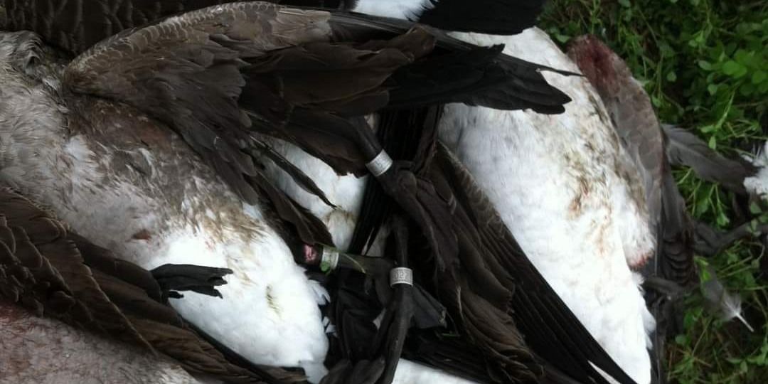 Elite Duck Hunting with Nor'Eastern Outfitters