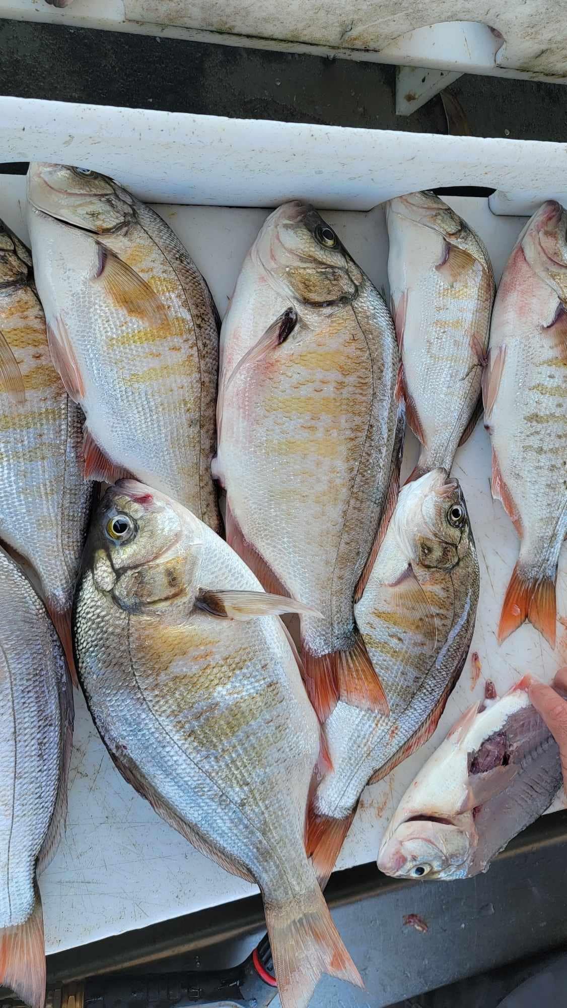 Expert-Guided Surf Perch Fishing | Winchester Bay