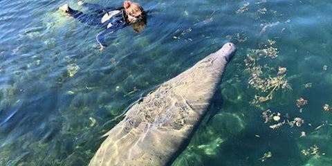 Nature's Adventure Center Crystal River Manatees | Shared Manatee Tour Mania  water_sports Snorkeling