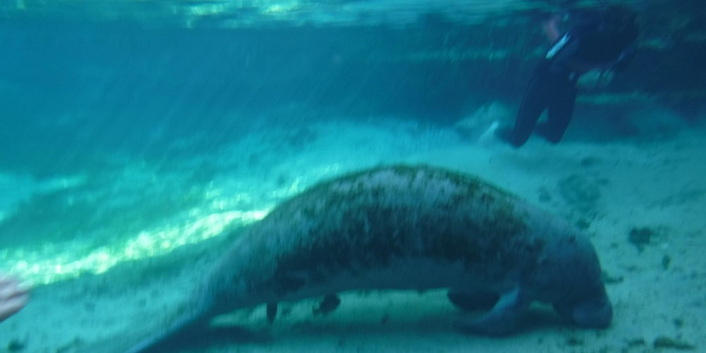 Nature's Adventure Center Manatees Crystal River | Private Manatee Tour Mania  water_sports Snorkeling