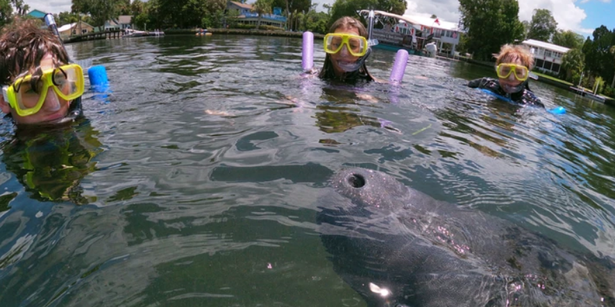 Nature's Adventure Center Crystal River Manatee | Shared Manatee Tour Classic  water_sports Snorkeling