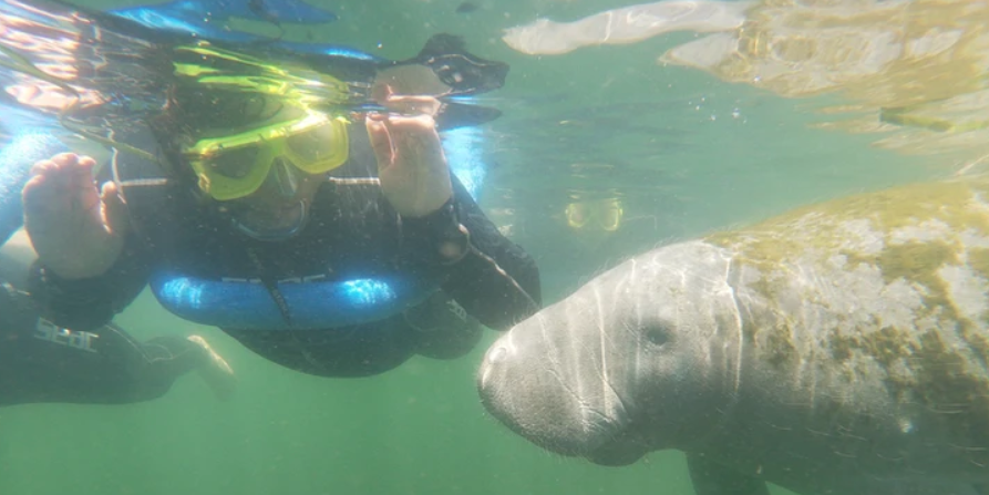 Nature's Adventure Center Crystal River Florida Manatees | Shared Manatee Tour Adventure  water_sports Snorkeling