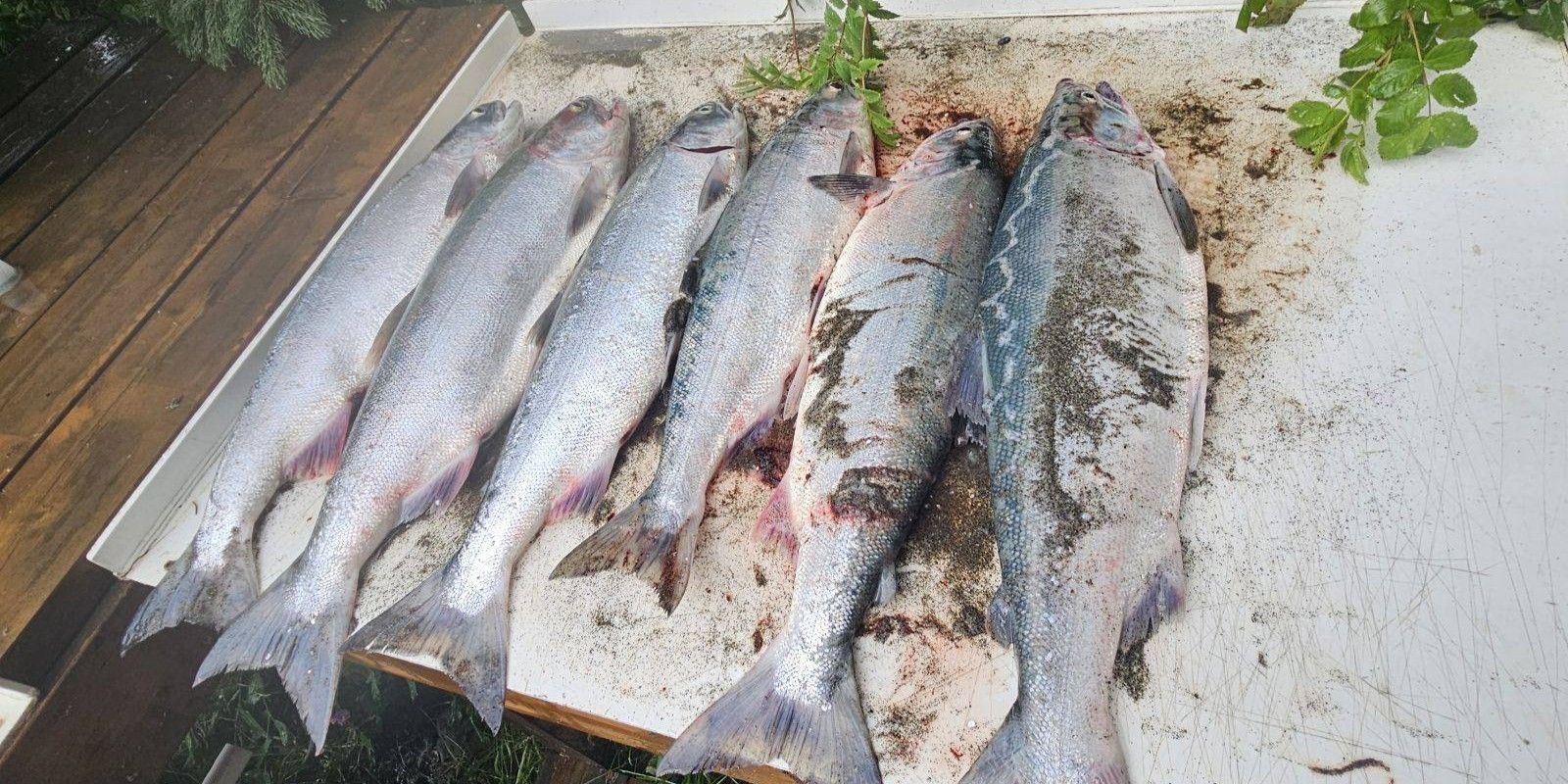 Private Kenai River Fishing Boatloads Alaska