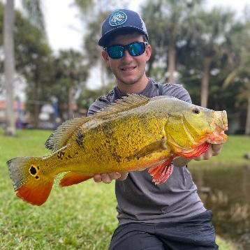 Jake's Shoreline Peacock Bass Fishing