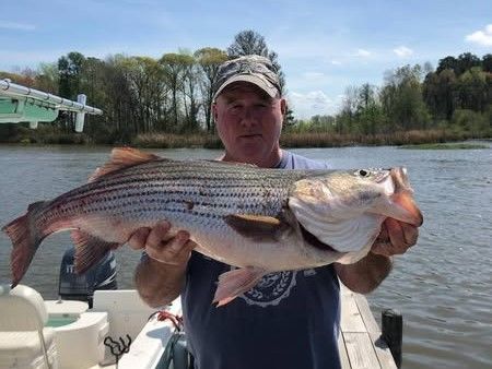 Pro Striped Bass Fishing on SC Lakes | Capt. Leroy