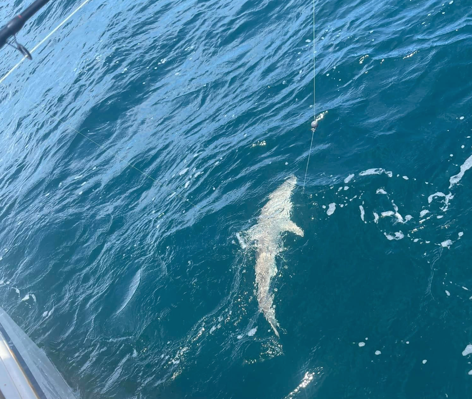 Landing Zone Fishing Charters Florida Shark Fishing Charters  fishing Inshore