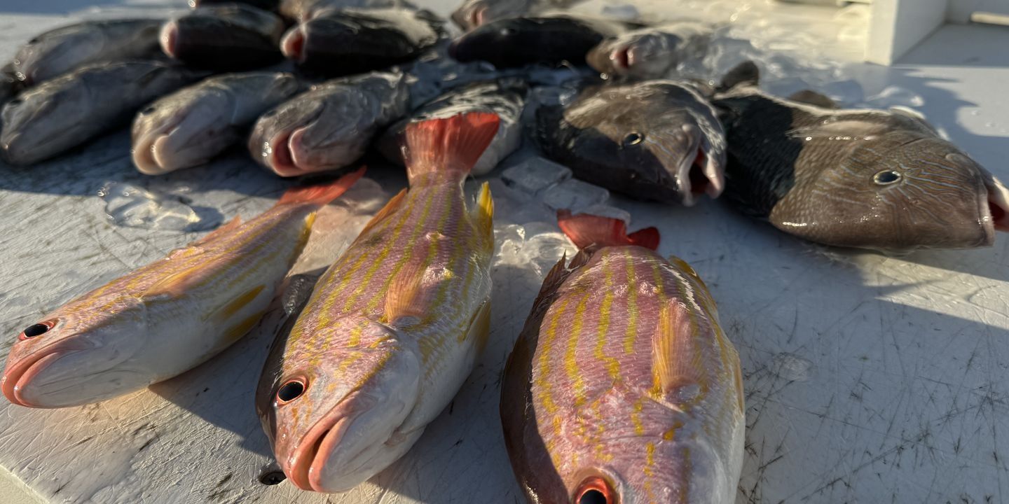 Charters N Paradise Half Day Private Nearshore Fishing (5 Miles Off) fishing Wrecks