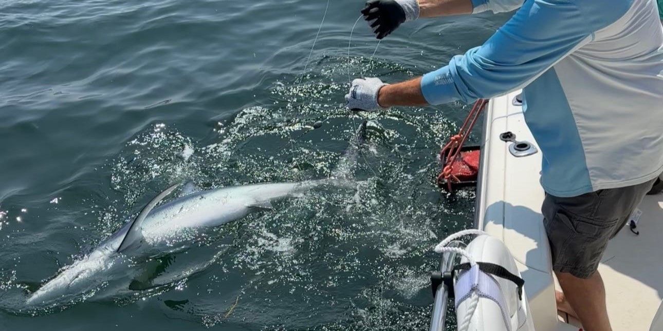 Maine's Top Shark Fishing Charter | 8-Hour Trip