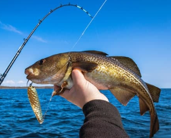 Little Falls Fishing Charters Fishing Charter Maine | Private - 8 Hour Groundfish Trip fishing Offshore