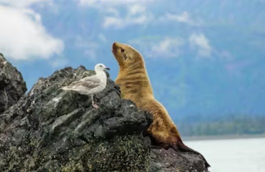 Inlet Charters Across Alaska Adventures Alaska Wildlife Tour | 2 Hour Customized Adventure tours Adventure