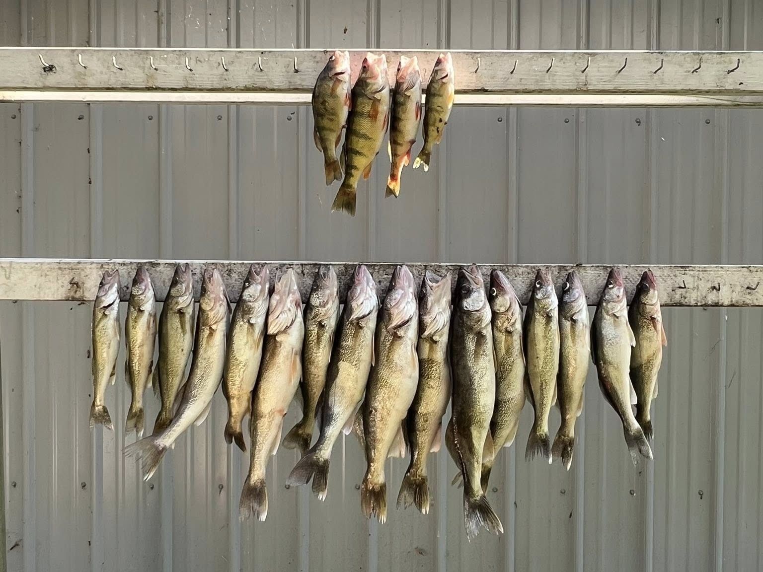 Kid Friendly Walleye Charter Michigan Lake Trip