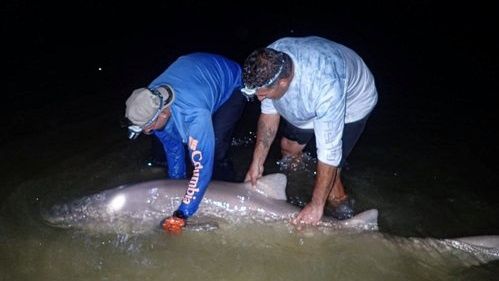 Shark Fishing at Cape May, New Jersey