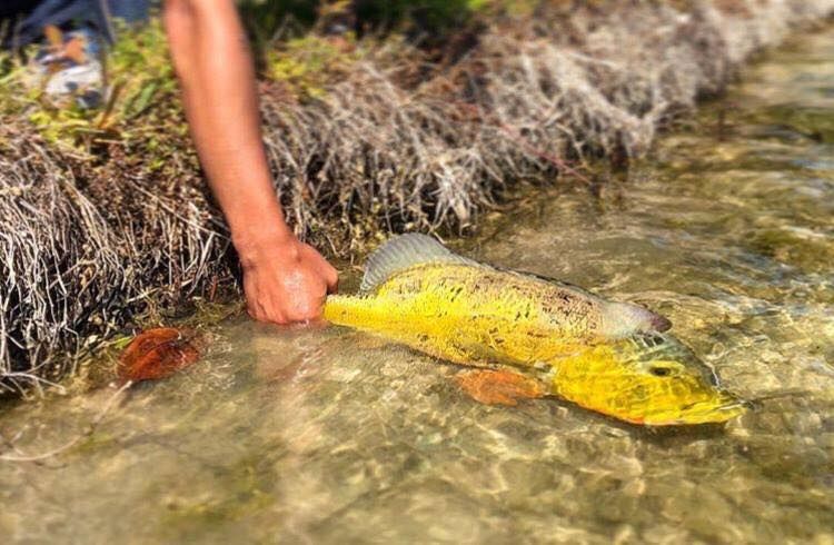 Miami's Hidden Gem: Urban Freshwater Fishing
