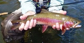Brian Silvey’s Flyfishing guide service Deschutes River Trout Day Trip fishing River