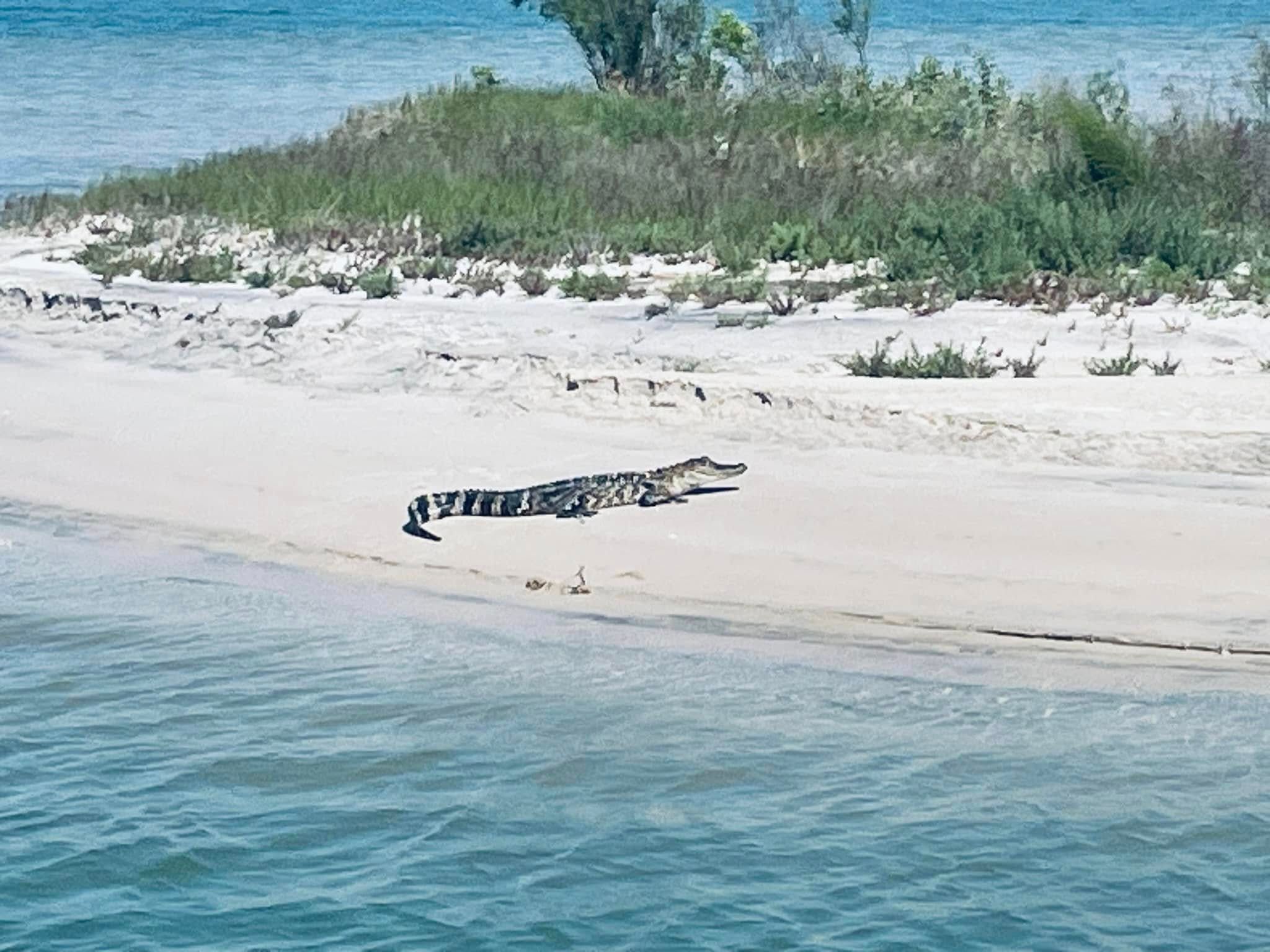 Family Scenic Boat Tours Port O'Connor TX