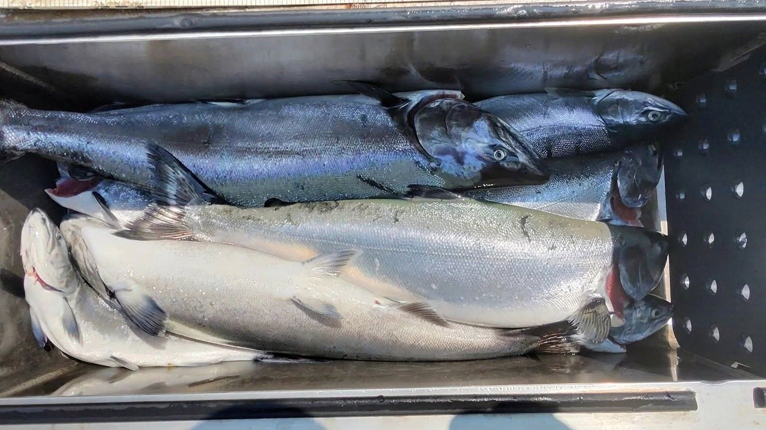 Lake Michigan Fishing: 6-Hour Charter | Yeah Baby